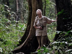 AWS Digitizes 65 Years of Jane Goodall Primate Research AWS Digitizes 65 Years of Jane Goodall Primate Research