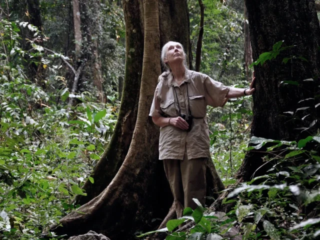 <b>AWS</b> Teams Up with Jane Goodall Institute to Digitize Six Decades of Primate Research AWS Digitizes 65 Years of Jane Goodall Primate Research