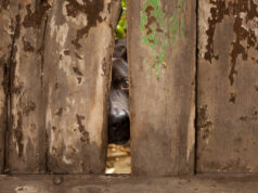 Google: AI ‘Alignment Critic’ to Police Wayward Gemini AI Google: AI 'Alignment Critic' to Police Wayward Gemini AI