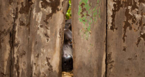 Google: AI ‘Alignment Critic’ to Police Wayward Gemini AI Google: AI 'Alignment Critic' to Police Wayward Gemini AI