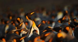 Open Source Repos Face Crisis From 10T Downloads Open Source Repos Face Crisis From 10T Downloads