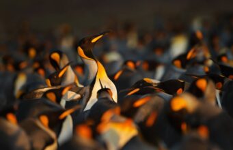 Open Source Repos Face Crisis From 10T Downloads Open Source Repos Face Crisis From 10T Downloads